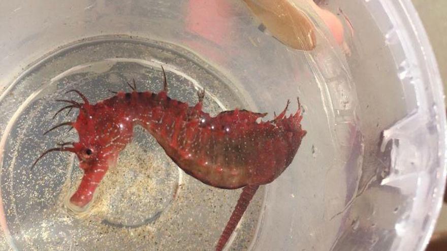 Caballito de mar hallado ayer en el Mar Menor.