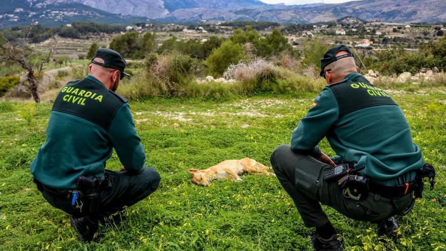 Mueren envenenados en Benissa al menos doce perros de los 18 que ya se han intoxicado