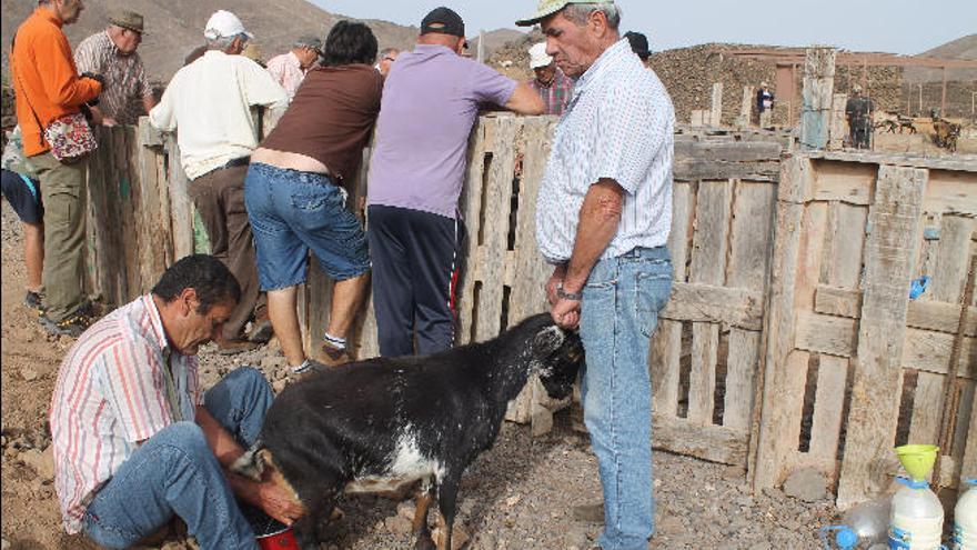 En busca de la cabra de costa guanil