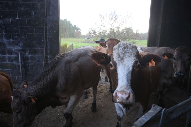 Ocho de cada diez españoles está dispuesto a pagar más por alimentos que respeten el bienestar animal