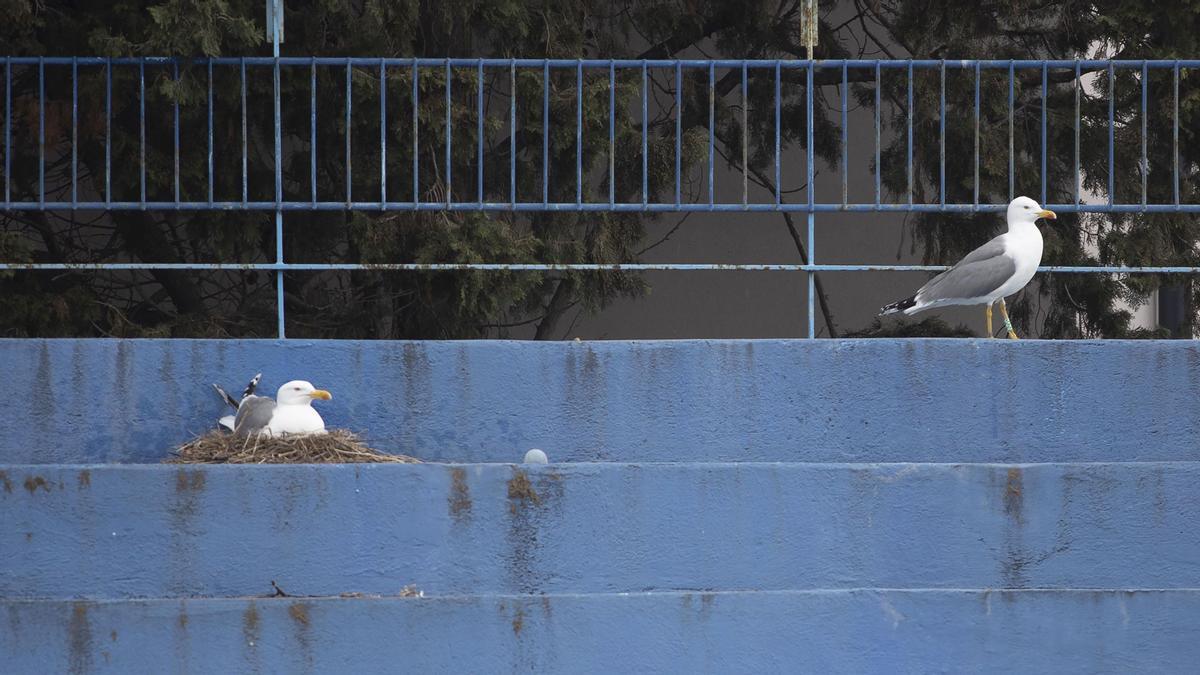 Aquarama del zoo de Barcelona en desuso que en otra �poca alberg� a cet�ceos como delfines y la orca Ulises y a leones marinos en la �ltima etapa. En la foto gaviotas que nidifican en las gradas Foto de Ferran Nade.JPG