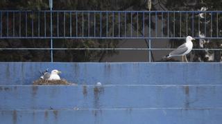 Las gaviotas anidan en el fantasmal delfinario de Barcelona