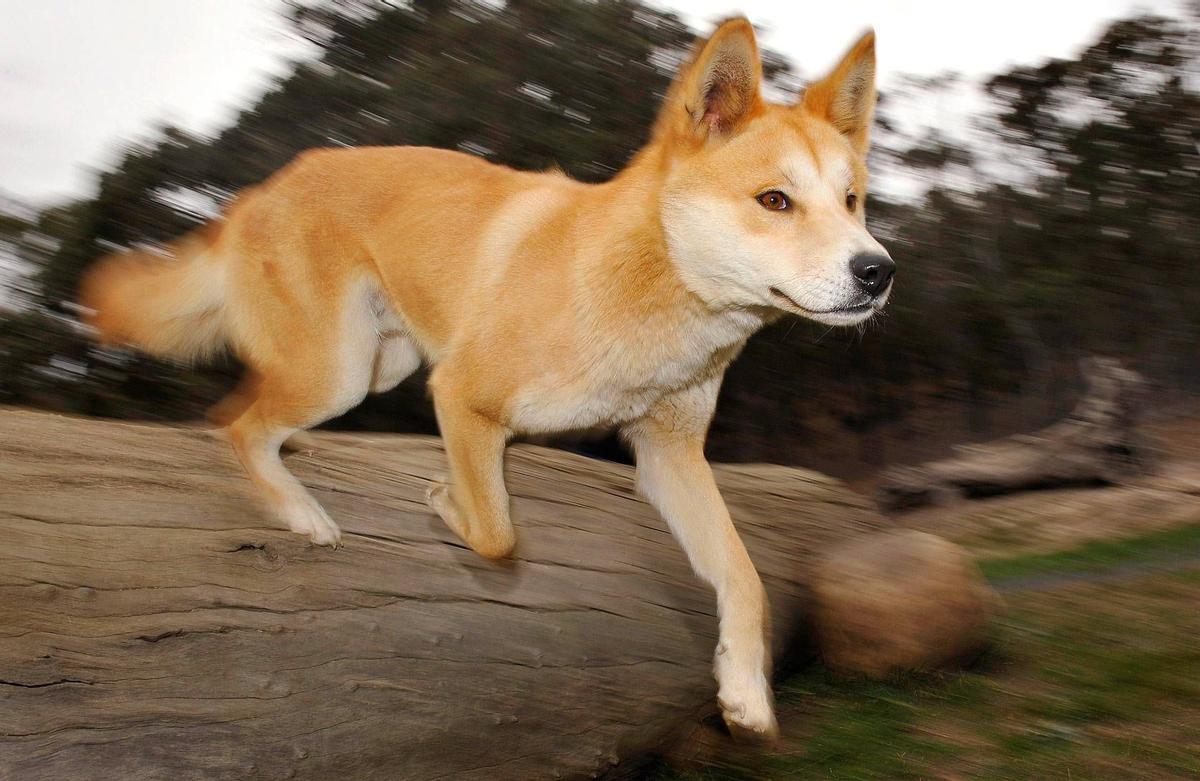 Un dingo en el campo