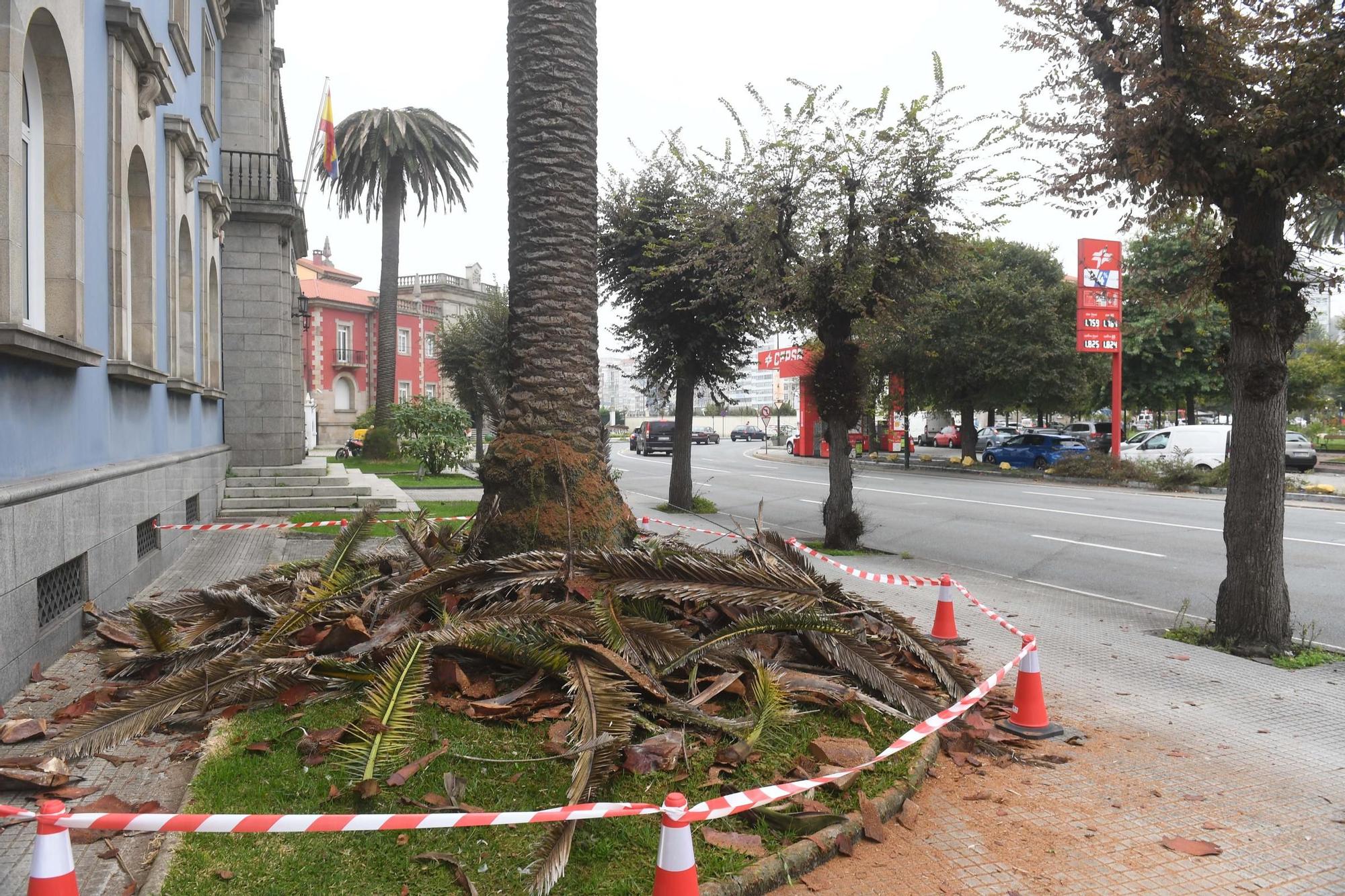 Adiós a una de las grandes palmeras de la avenida do Porto por un hongo