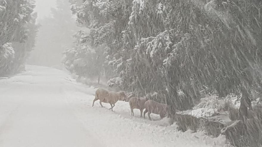 FOTOS | La nieve cubre la Serra de Tramuntana