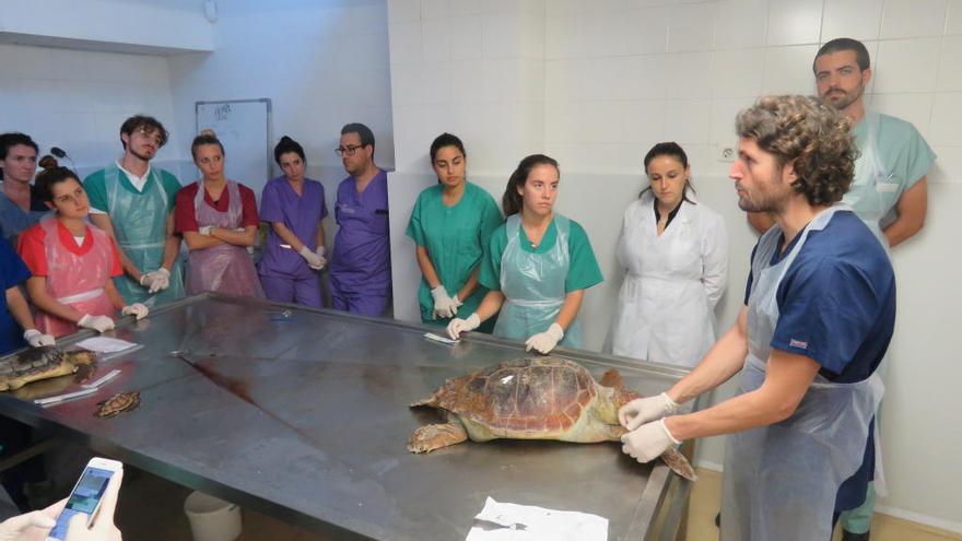 La Fundación Oceanogràfic expone sus trabajos en la Sociedad Española de Cetáceos