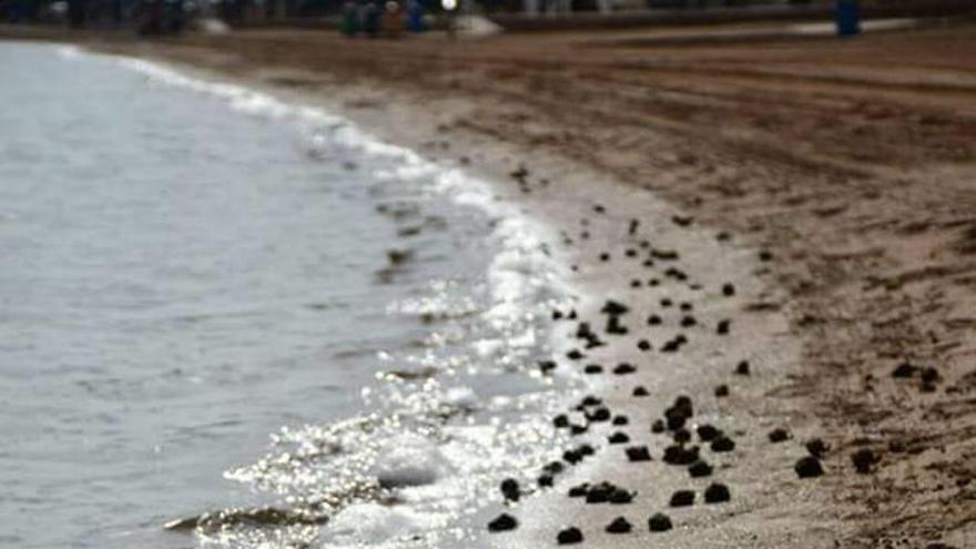 Ecologistas denuncian que el agua del Mar Menor pierde oxígeno