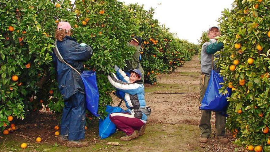 La naranja alcanza esta campaña precios históricos para el agricultor