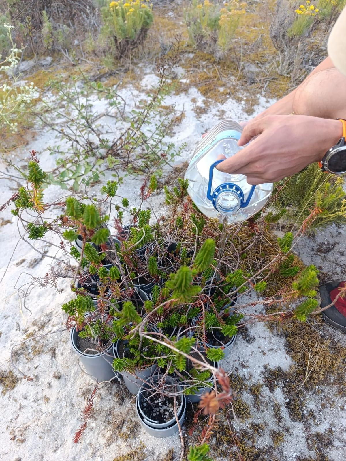 Ejemplares plantados en Cíes con el sistema de alargamiento de raíces diseñado por Rubén Paz.
