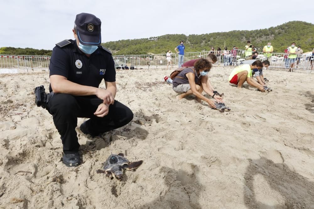 Liberadas 26 tortugas ibicencas en ses Salines