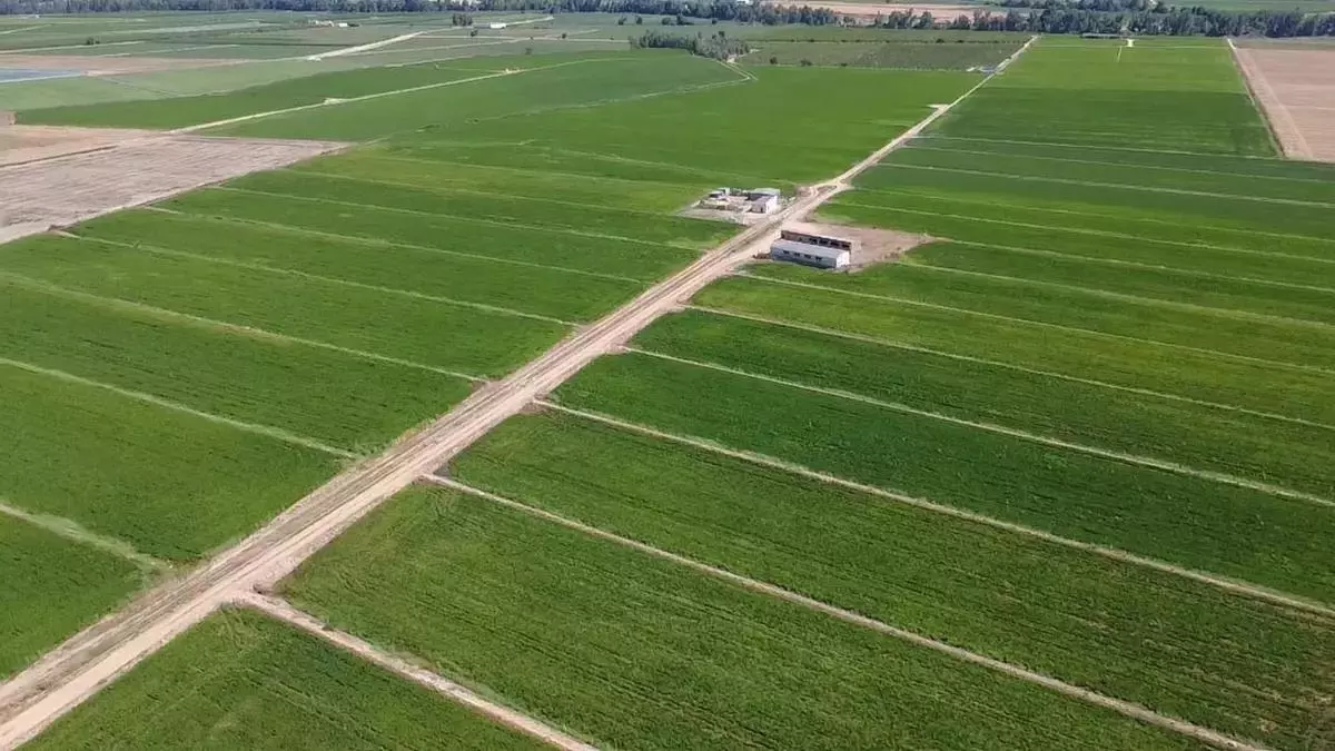 El sector arrocero extremeño está al límite: "Se avecina una catástrofe"
