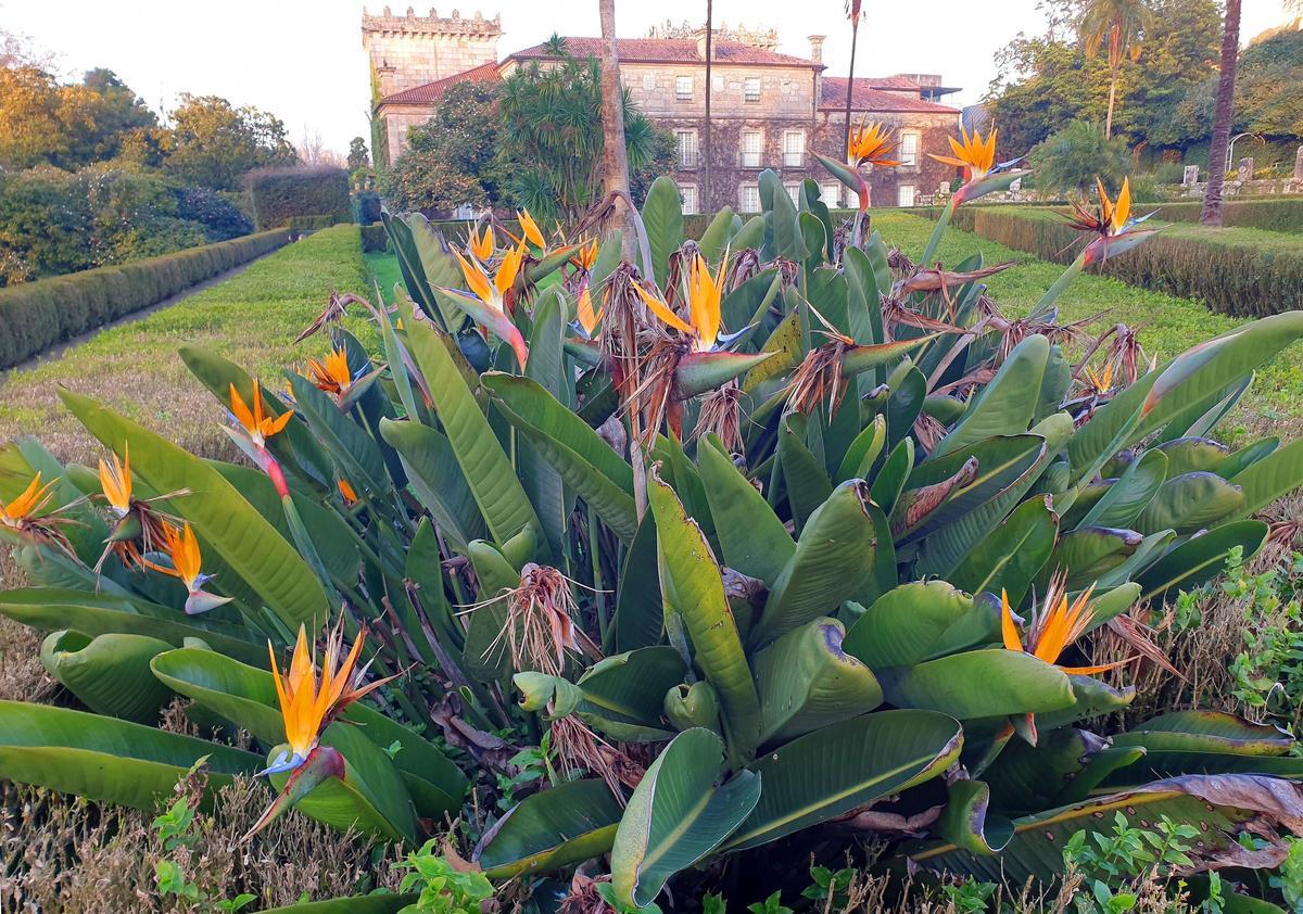 El mayor espectáculo del invierno florece en Castrelos