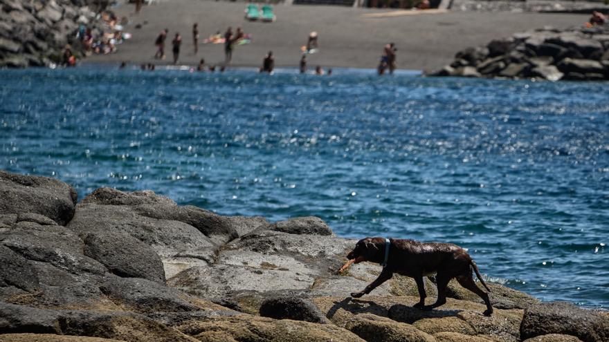 Prohibido fumar, llevar perros y orinar en las playas de El Rosario
