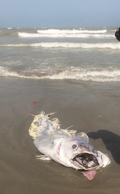 Llegan atunes muertos a las playas de La Manga