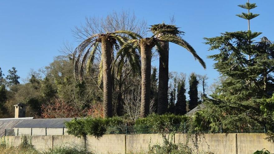 El picudo rojo amenaza con llevarse por delante las palmeras de Oleiros