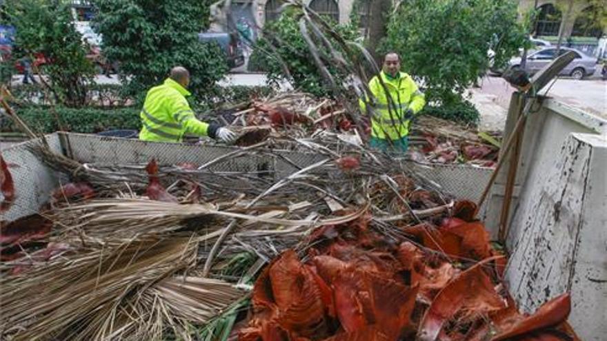 La Junta confirma la presencia del picudo rojo en las palmeras en 169 poblaciones