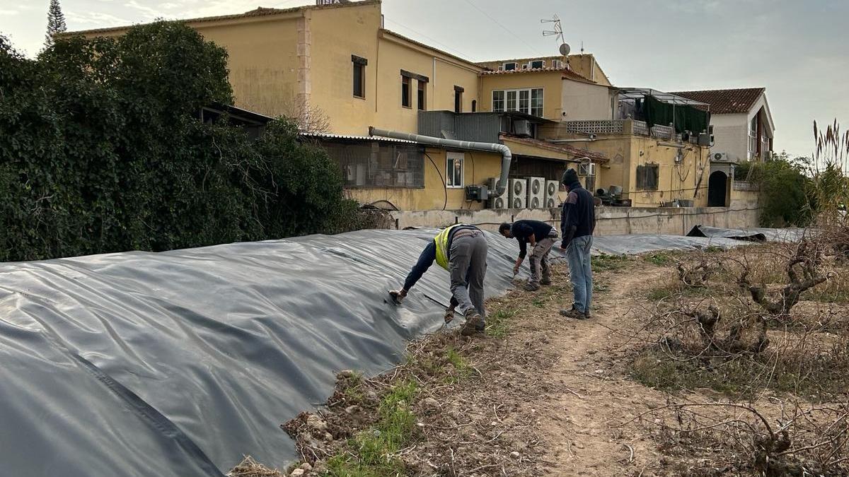 Trabajos de eliminación de cañas invasoras (técnica de solarización) en el barranco