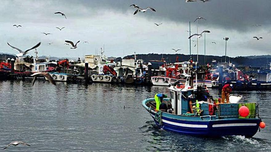 La flota gallega de cerco y arrastre inicia la campaña de caballa con &quot;buenas capturas&quot;