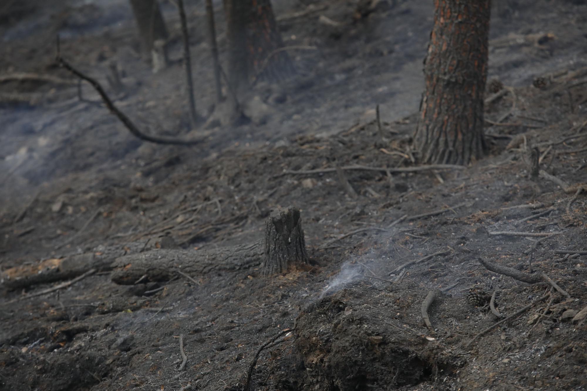 Pinares destruidos en el entorno de Navelgas.