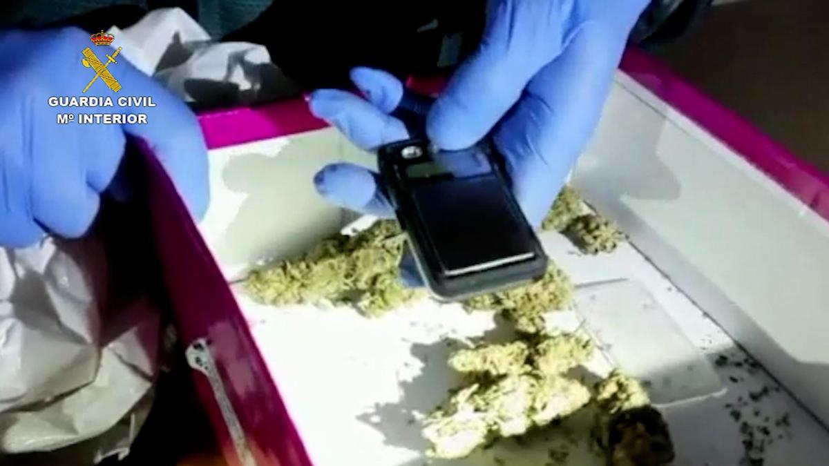 Cogollos de marihuana intervenidos en los registros de la Guardia Civil en Baena.