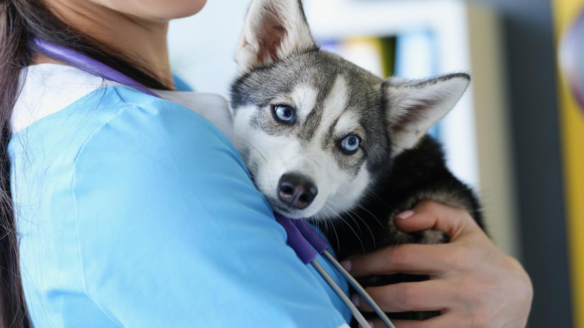 Las clínicas veterinarias de Alicante que mejor vienen a tus mascotas.