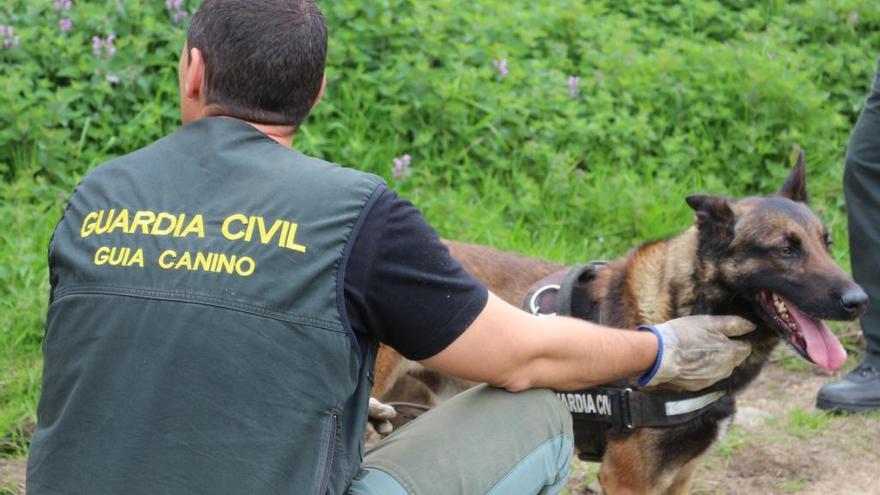 Un agente del Seprona con uno de los perros.