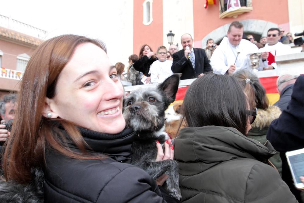 Bendición de los animales en Cartagena