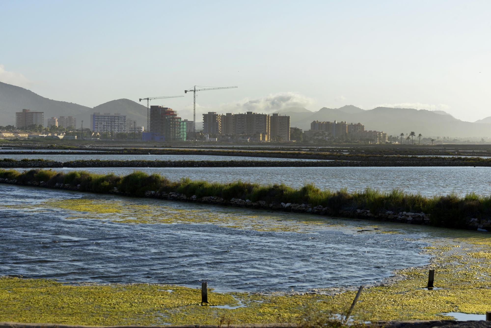 Oda verde acumulada en el mar ante varios edificios en construcción.