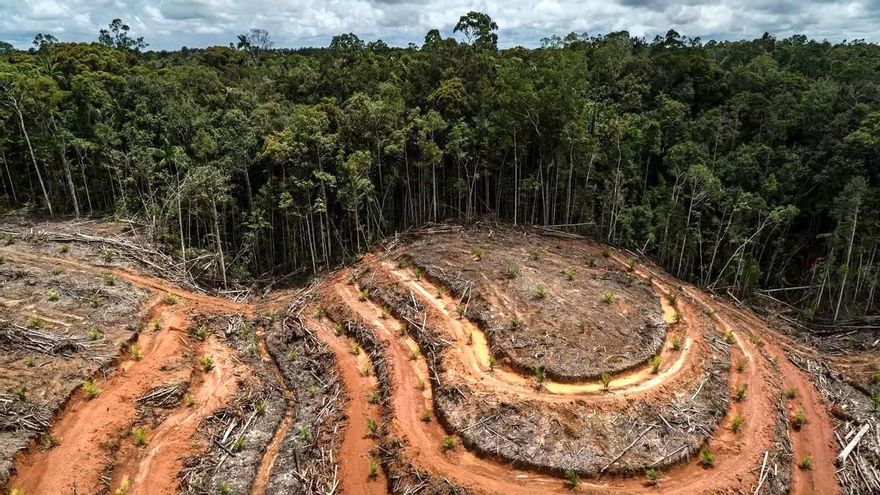 La deforestación amenaza a 7.600 especies que dependen de los bosques en todo el mundo