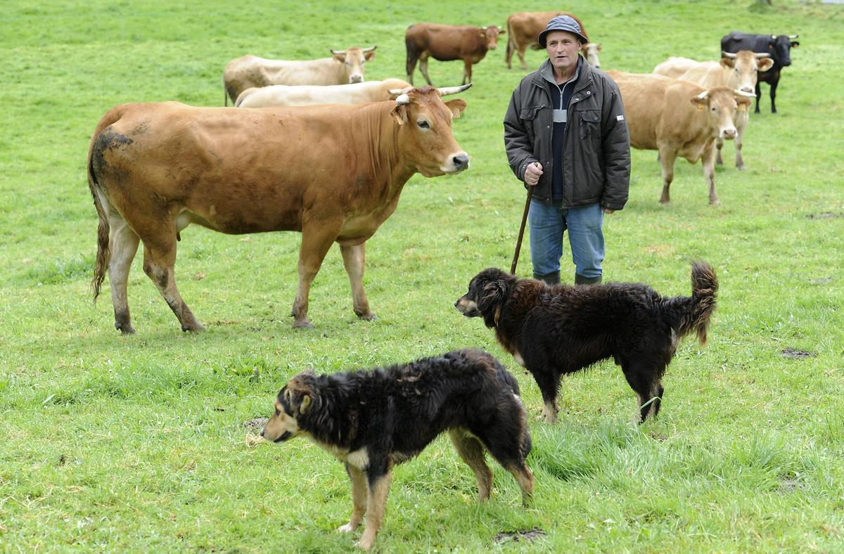 Un ganadero gallego de A Golada, con sus vacas en extensivo.