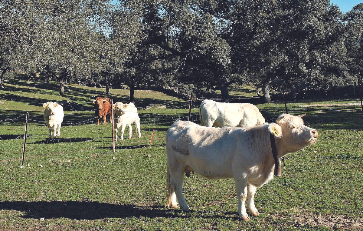 Reses de ganado vacuno pastando en una dehesa de la comarca de Los Pedroches.