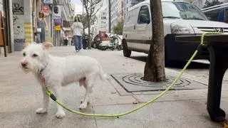 El Gobierno pidió a la Policía que borrara un vídeo sobre la prohibición de atar perros en el súper y reclama "sentido común"