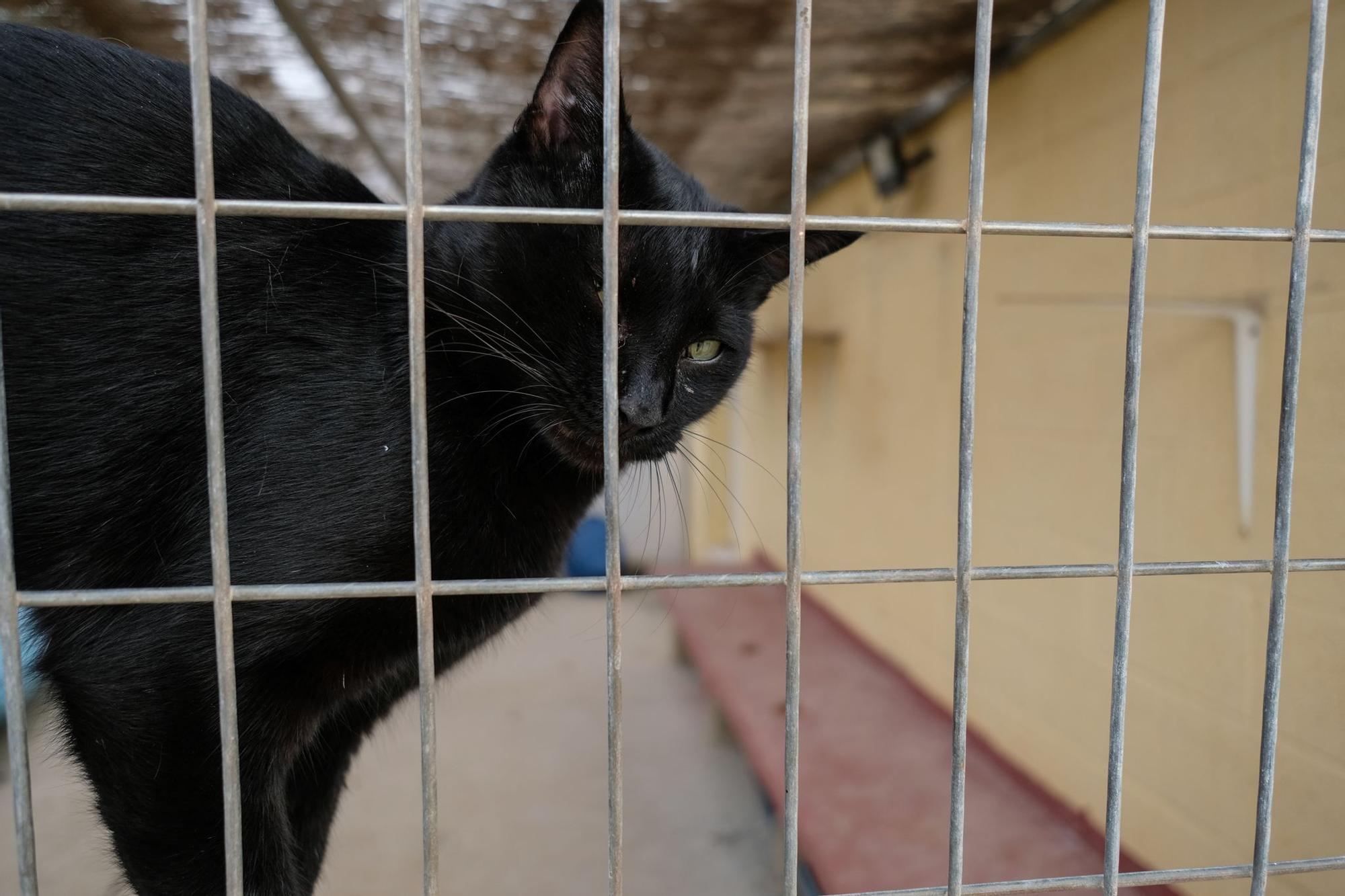 La Protectora de Animales de Málaga, a finales de octubre