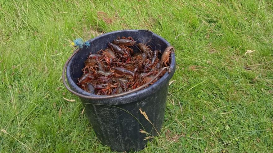 Los cangrejos rojo y señal se podrán capturar sin cupo en Castilla y León