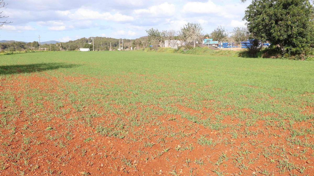 Los agricultores de Ibiza vuelven a sembrar cereal y forraje