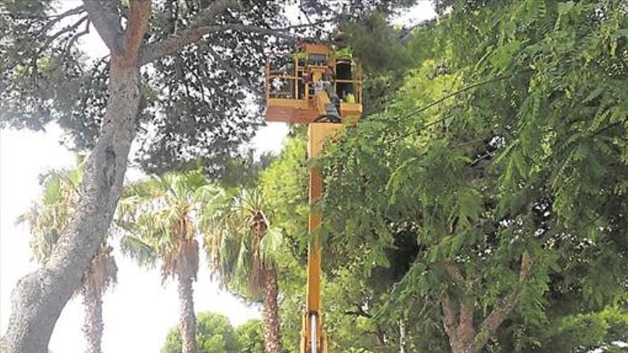 Benicàssim trata más de 200 árboles contra plagas