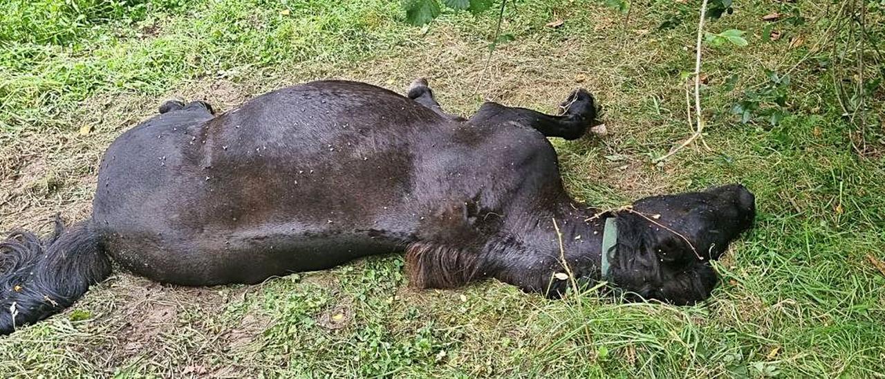 La yegua propiedad de Javier Cué que ha aparecido muerta.