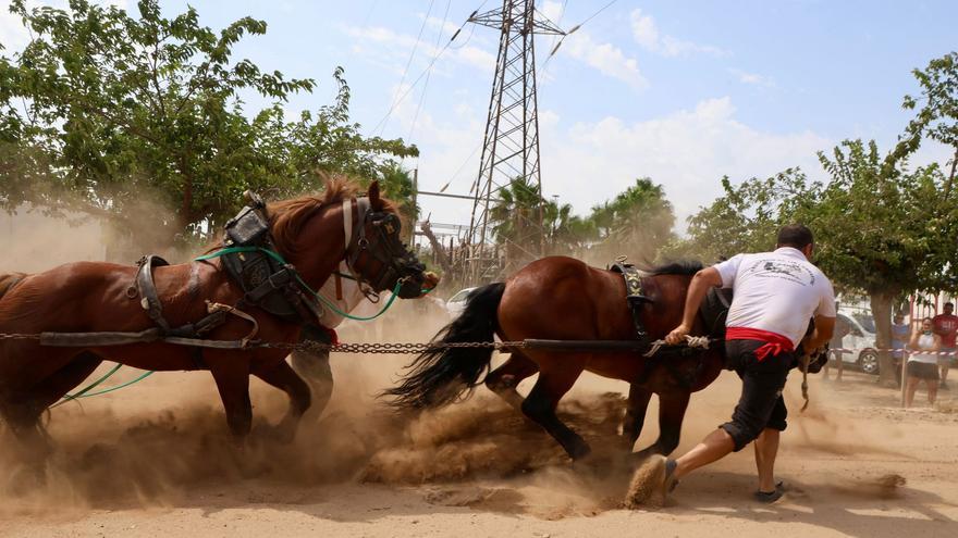 Poble Nou celebra su tradicional certamen de Tiro y Arrastre