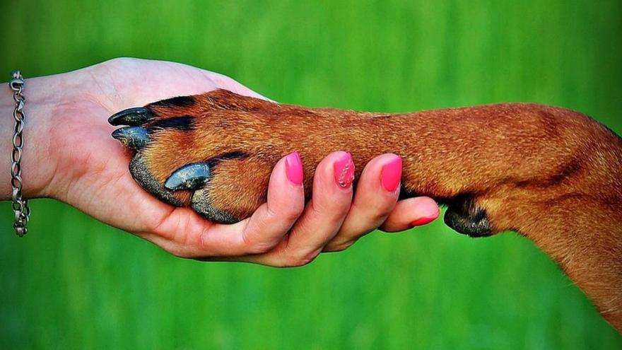 Un perro con cinco dedos