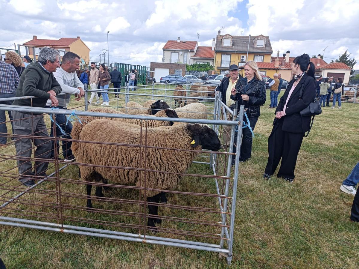 GALERÍA | La raza “Castellana”, alma y corazón del medio rural en Carbajales GALERÍA | La raza “Castellana”, alma y corazón del medio rural en Carbajales