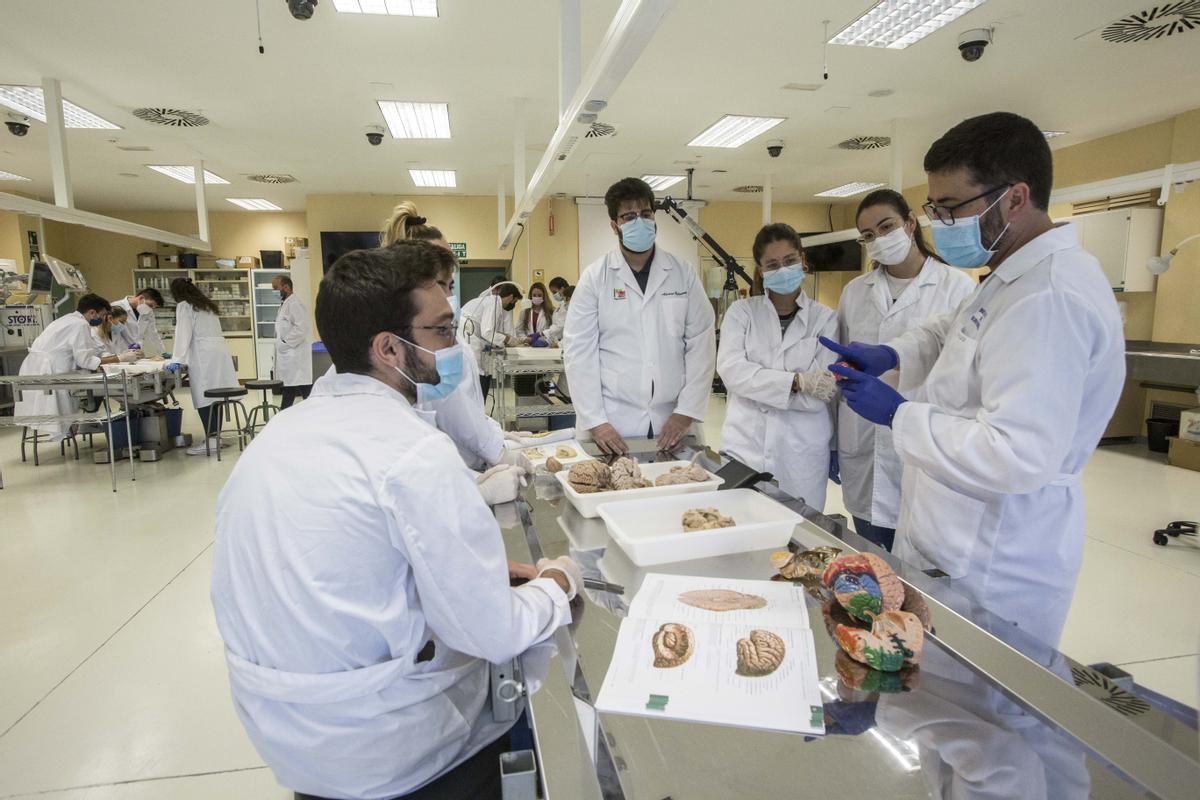 Clase de anatomía en la Facultad de Medicina en la Universidad Miguel Hernández
