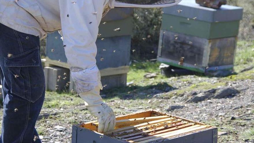 Un apicultor manipula los cuadros de una colmena. Foto