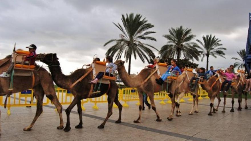 Paseos gratuitos en camello por la capital grancanaria