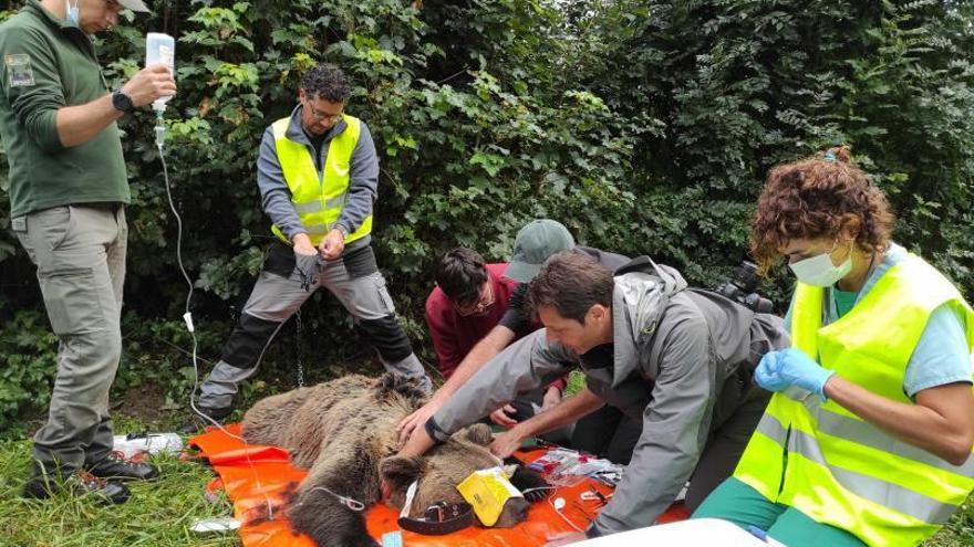 Investigadores de Mieres denuncian un posible caso de furtivismo de osos en León
