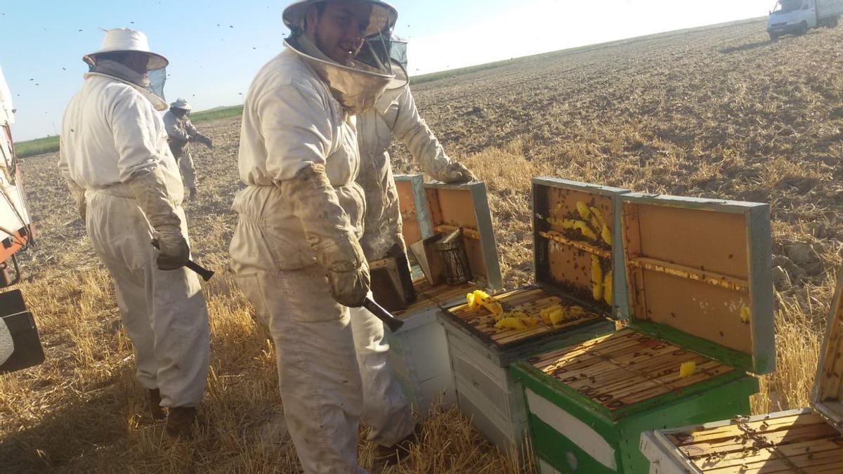 Trabajando en las colmenas.