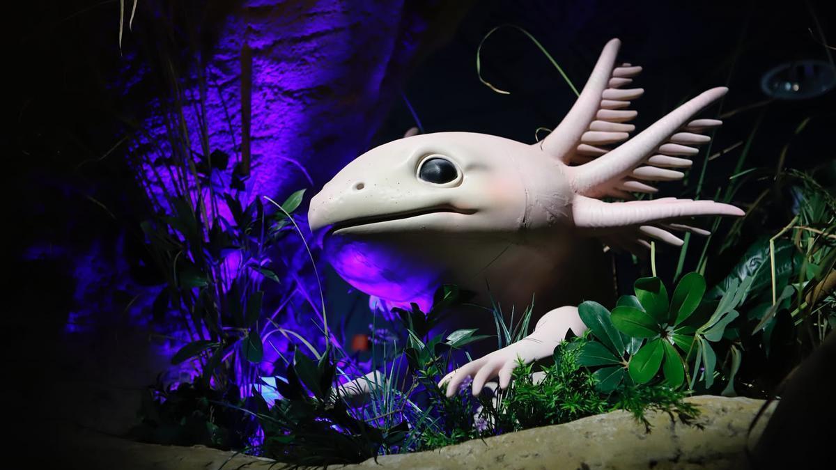 Los secretos de la nueva instalación del Acuario con el ajolote como protagonista