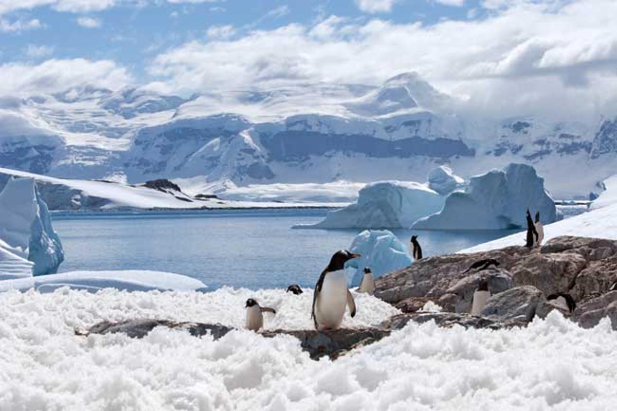 Pinguinos entre bloques de hielo en La Antártida