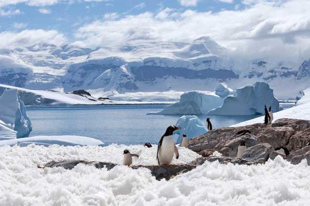 Pinguinos entre bloques de hielo en La Antártida