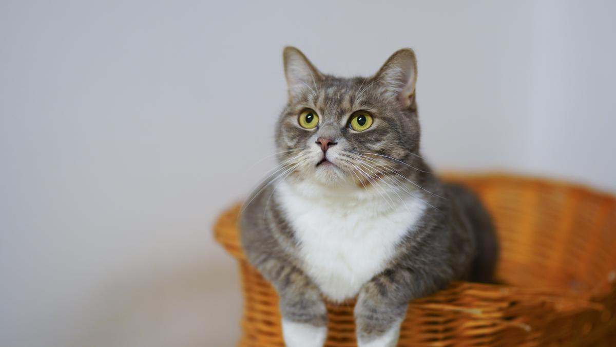 El sonido para atraer la atención de los gatos: cómo hacerlo.