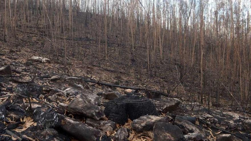 La ceniza y las hojas secas cubren todavía el suelo de una zona quemada en el incendio de Armenteira. // Noé Parga
